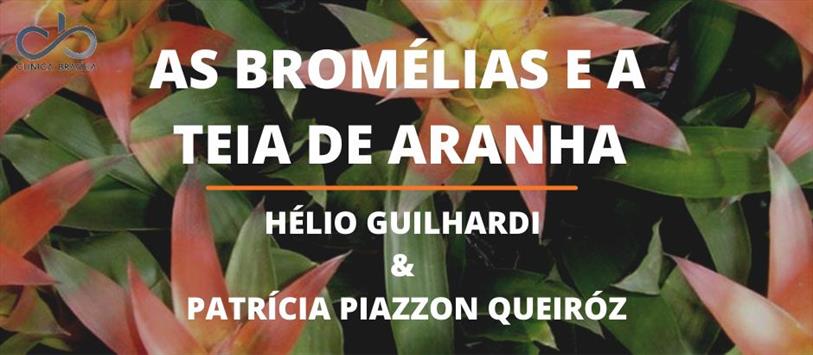As bromélias e a teia de aranha - Hélio Guilhardi & Patrícia Piazzon Queiróz